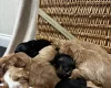 Cockapoo