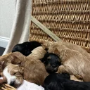 Cockapoo