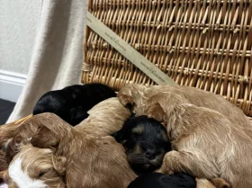 Cockapoo