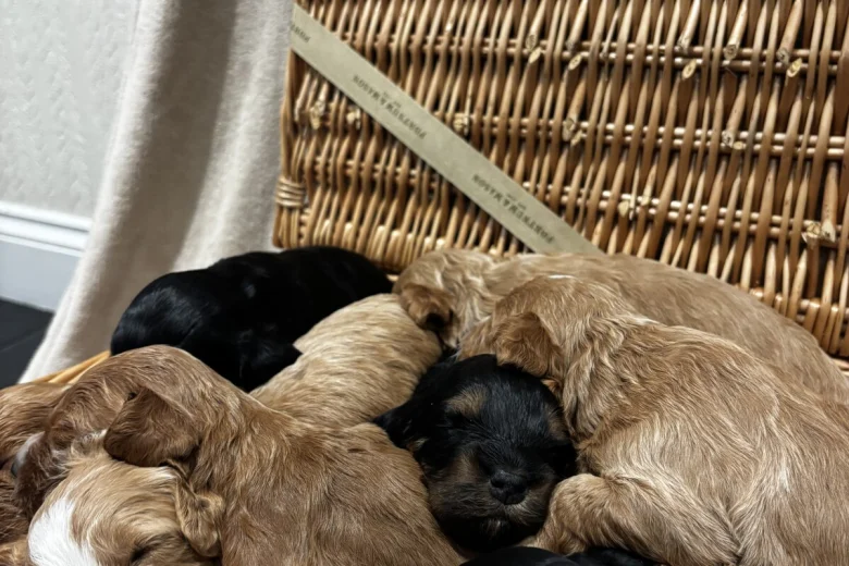 Cockapoo