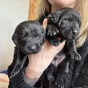 Springador