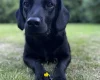 Springador