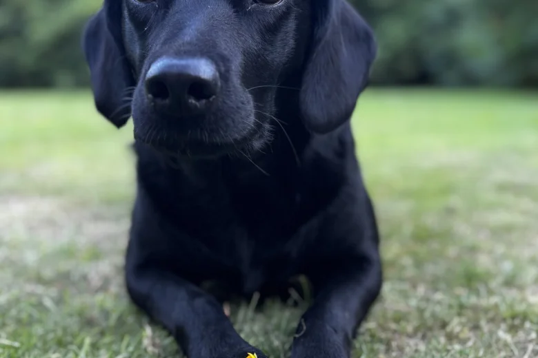 Springador