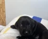 Springador