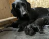 Springador