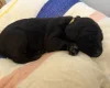 Springador