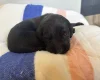 Springador