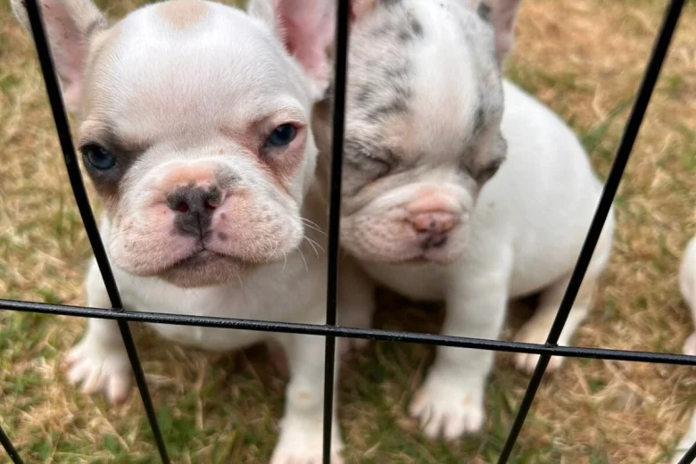 French Bulldog