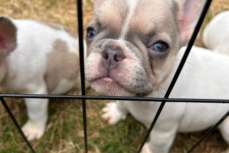 French Bulldog