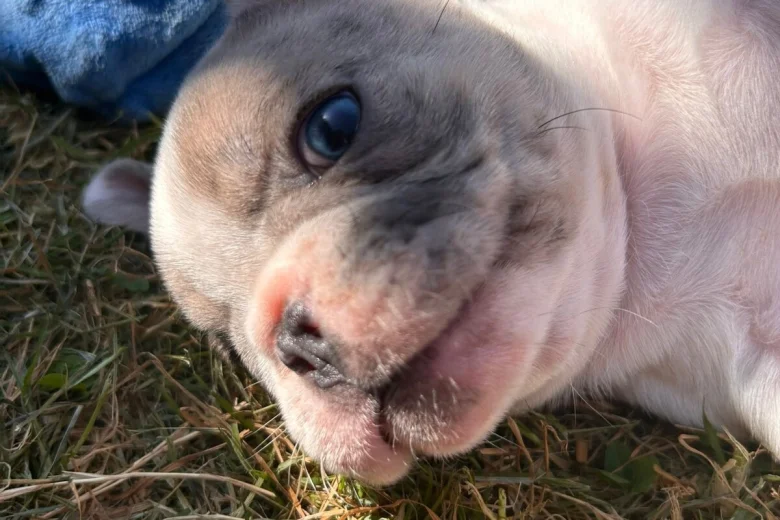 French Bulldog
