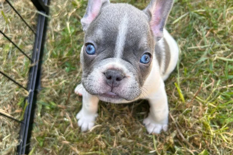 French Bulldog