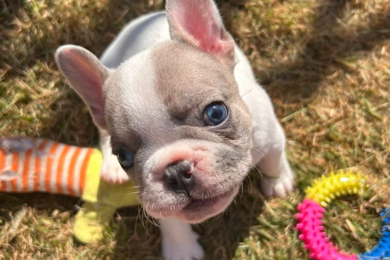 French Bulldog