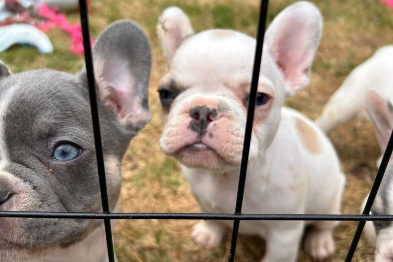 French Bulldog