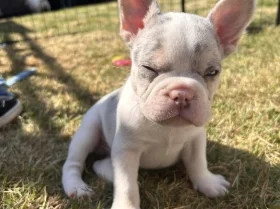 French Bulldog