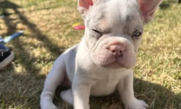 French Bulldog