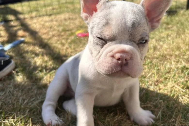 French Bulldog