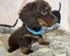 Dachshund (Miniature Long Haired)