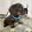 Dachshund (Miniature Long Haired)