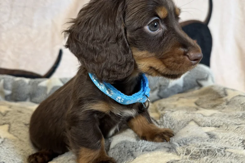 Dachshund (Miniature Long Haired)