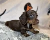 Dachshund (Miniature Long Haired)