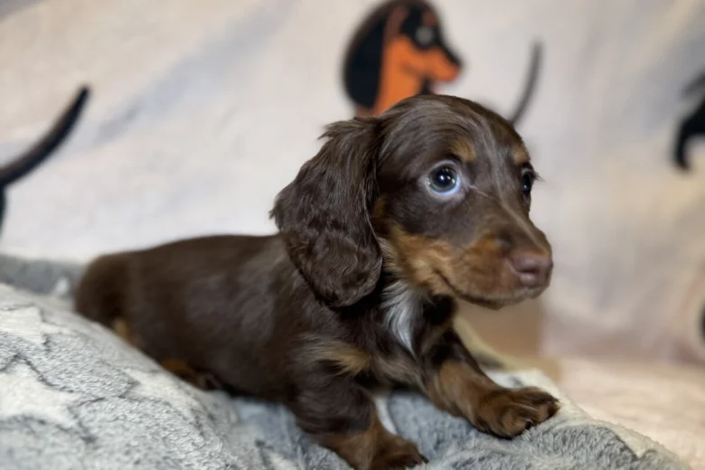 Dachshund (Miniature Long Haired)