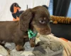 Dachshund (Miniature Long Haired)