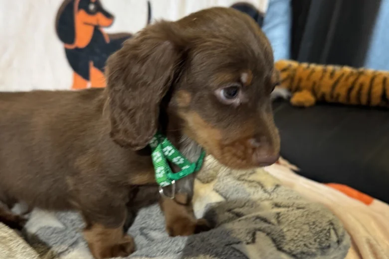 Dachshund (Miniature Long Haired)
