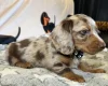 Dachshund (Miniature Long Haired)