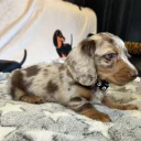 Dachshund (Miniature Long Haired)