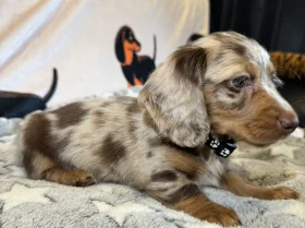 Dachshund (Miniature Long Haired)
