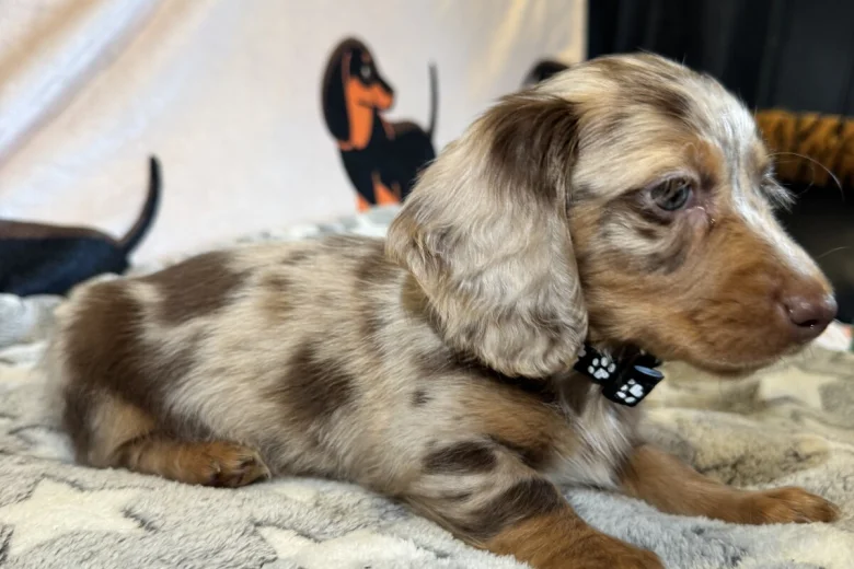 Dachshund (Miniature Long Haired)