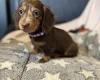 Dachshund (Miniature Long Haired)