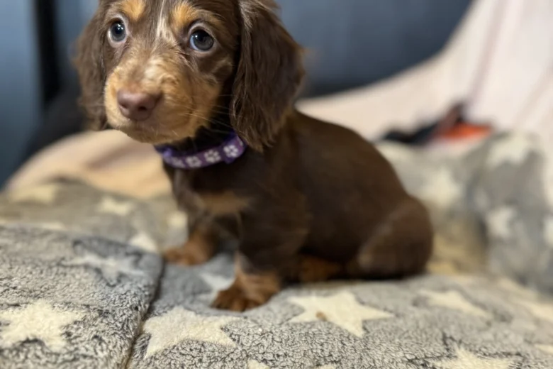 Dachshund (Miniature Long Haired)