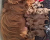 Dachshund (Miniature Long Haired)