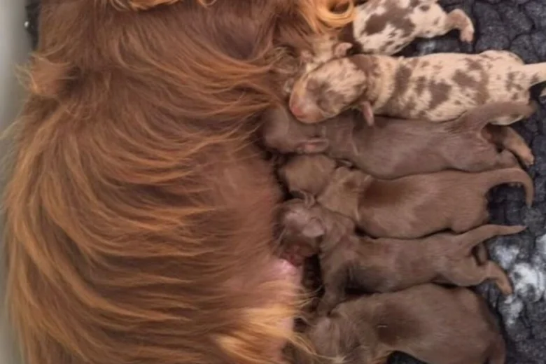 Dachshund (Miniature Long Haired)