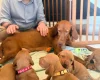 Hungarian Vizsla
