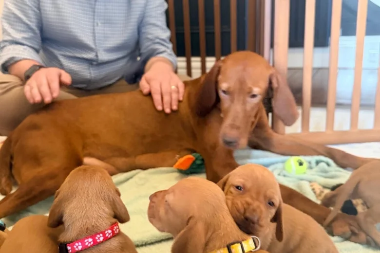 Hungarian Vizsla