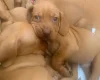 Hungarian Vizsla