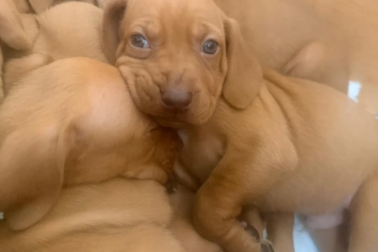 Hungarian Vizsla