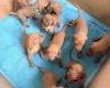 Hungarian Vizsla