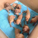 Hungarian Vizsla