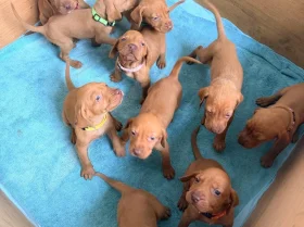 Hungarian Vizsla