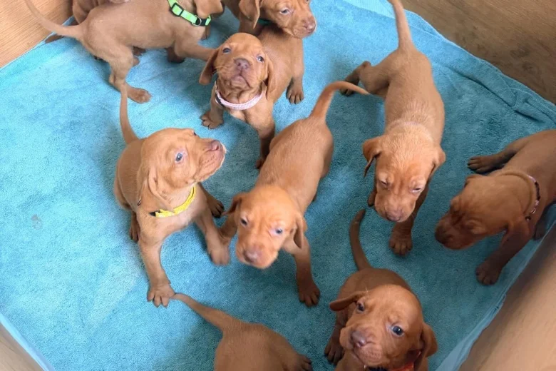 Hungarian Vizsla