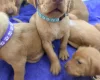 Hungarian Vizsla