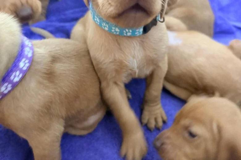 Hungarian Vizsla