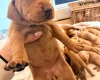 Hungarian Vizsla