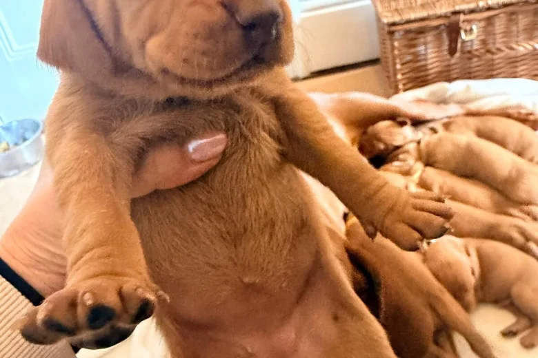 Hungarian Vizsla