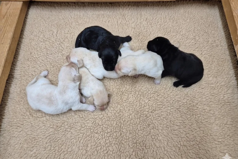 Labrador Retriever