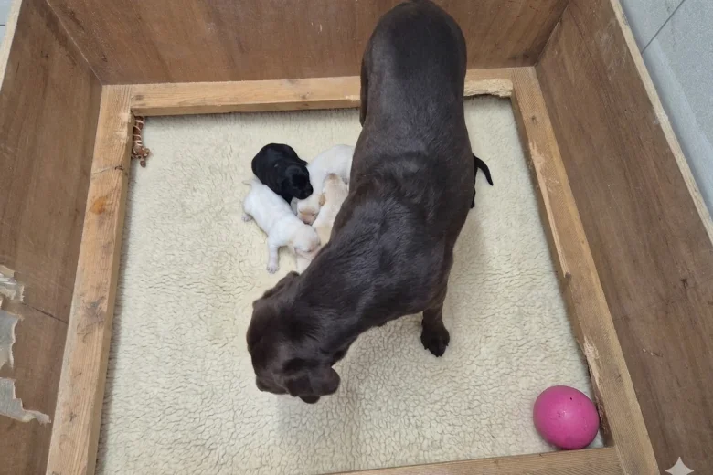 Labrador Retriever
