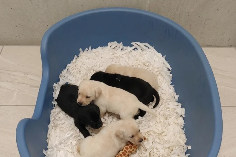 Labrador Retriever